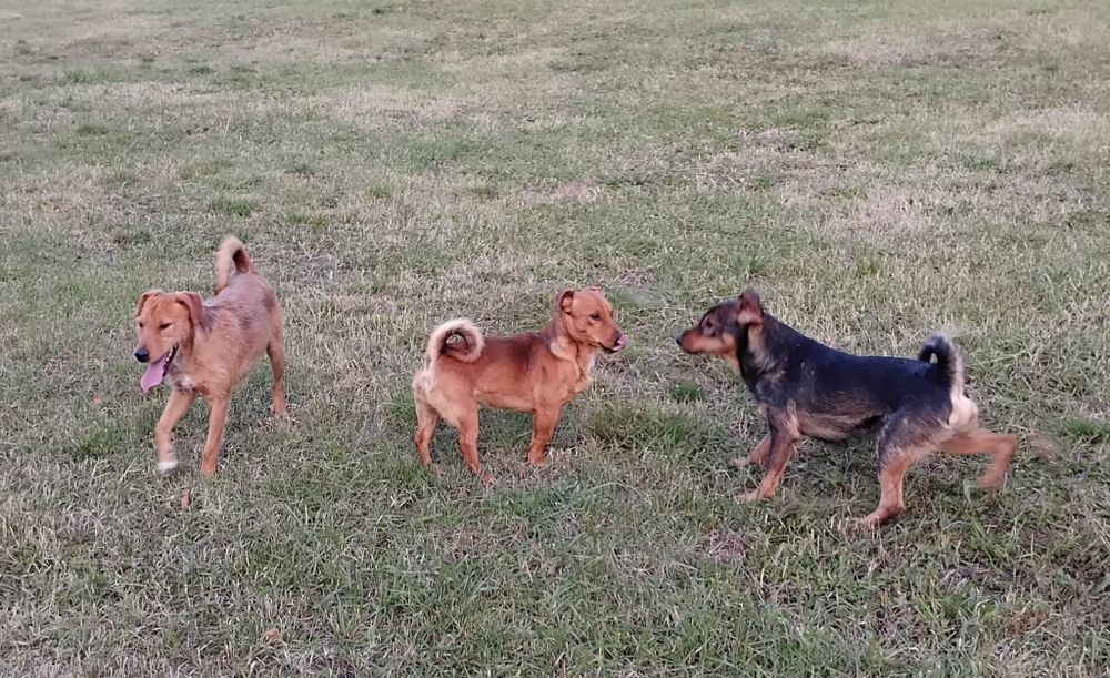 Donez câini Jack terrier