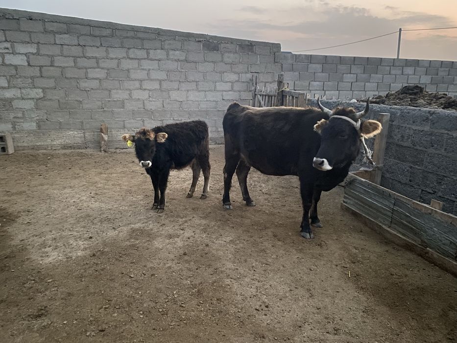 Буаз сиыр Бұзауымен