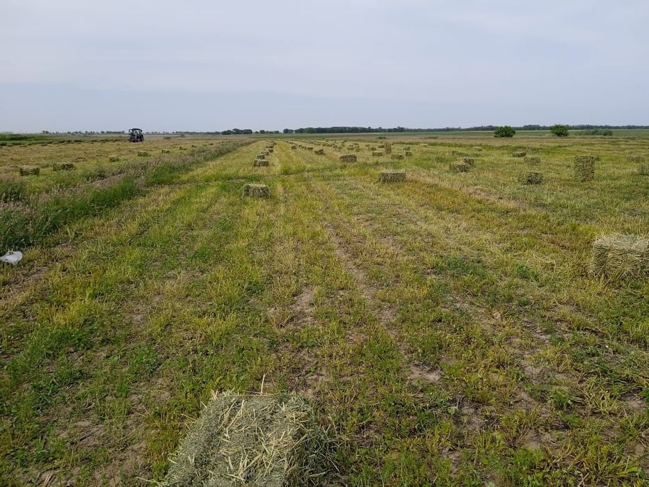 Продам люцерну (эспарцет) в тюках.