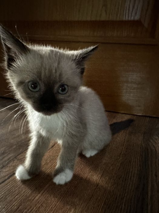 Котята ищут заботливых хозяев