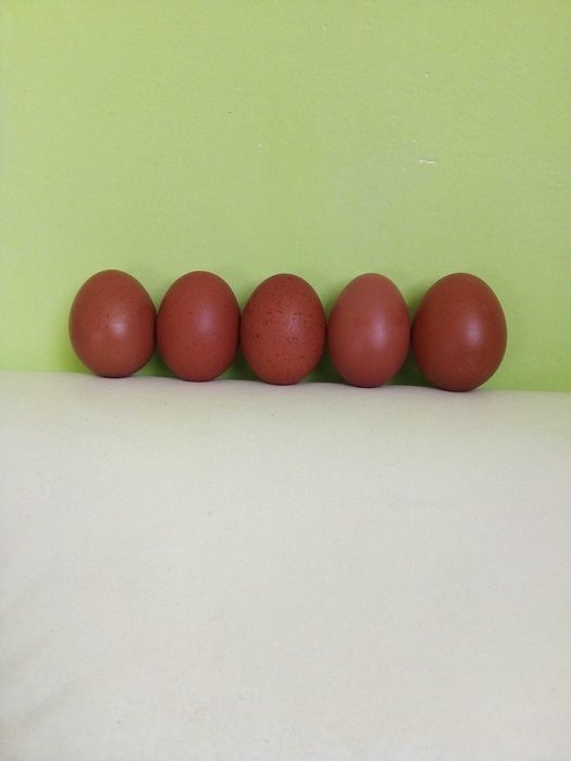 Яйца за люпене от Маран