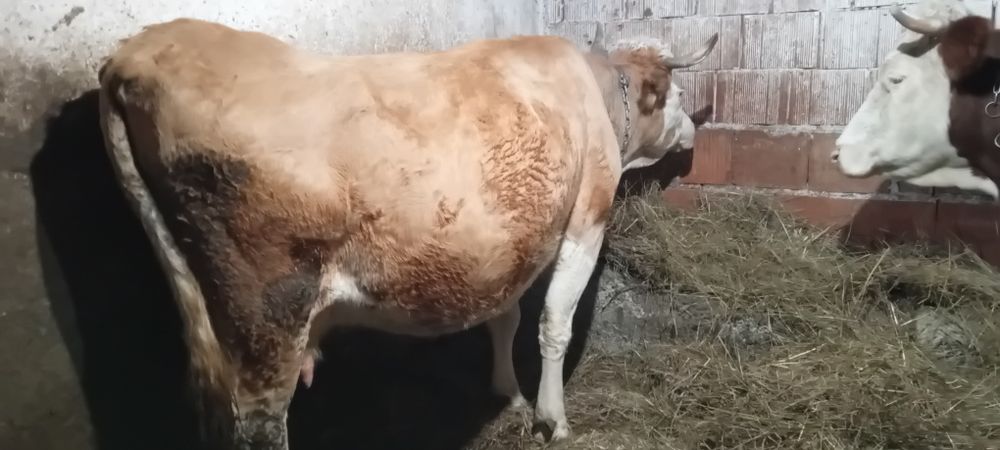 Vând vacă de abator