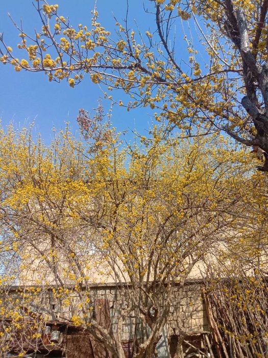 Саженцы Кизил садовый сорт