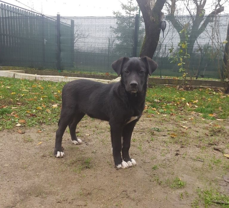 Băieței spre adopție