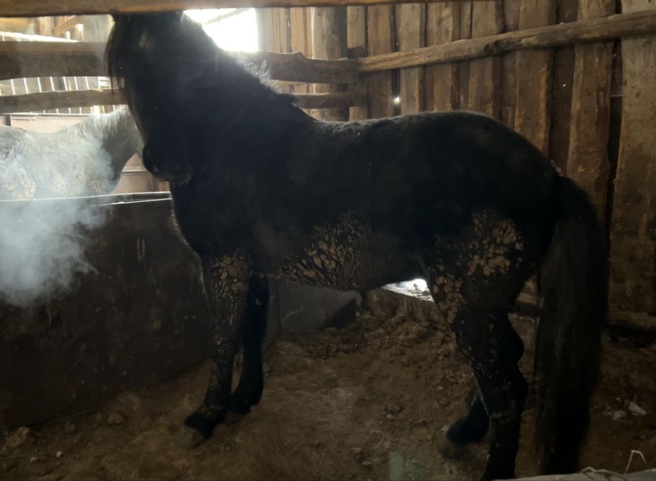 2 бас дөнен сатам семіртілген