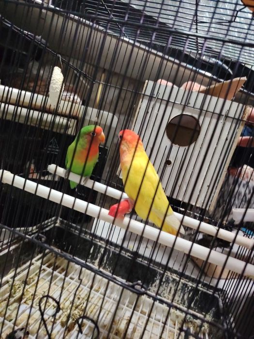 Tayyor para sotiladi