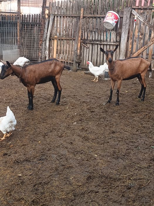 Iede alpina franceza