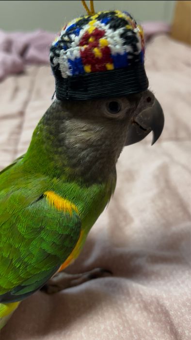 Сенегальский попугай ручной