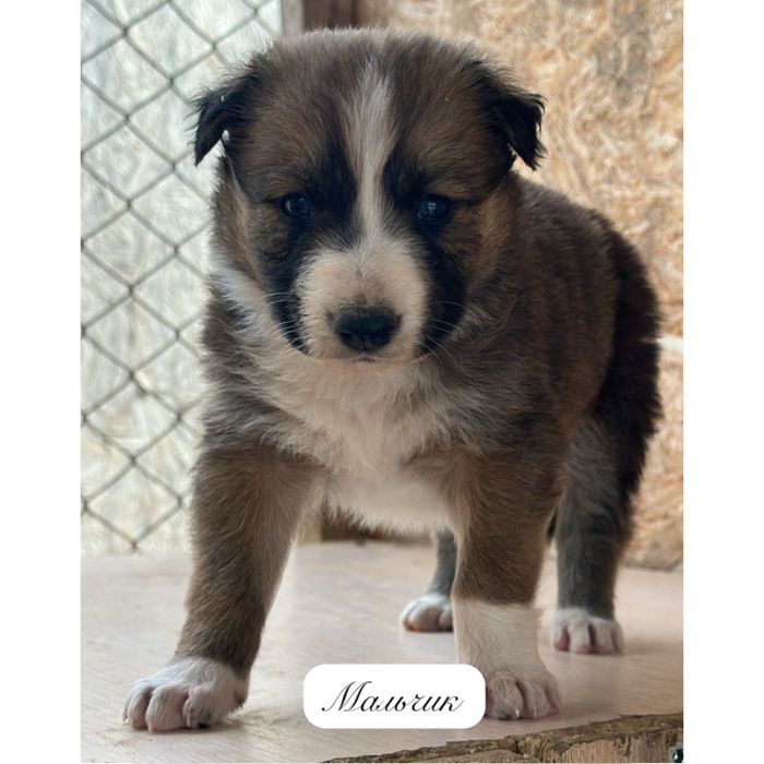 Отдаются только в добрые и ответственные руки!