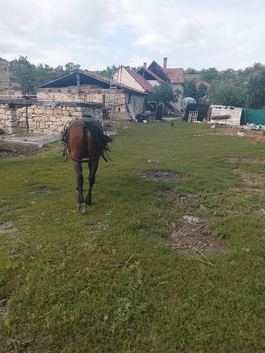 Vând sau schimb iapa