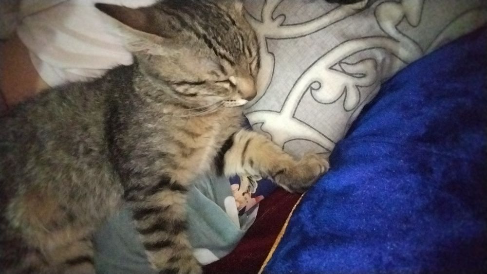 Зовут томи ночью спит обнимает