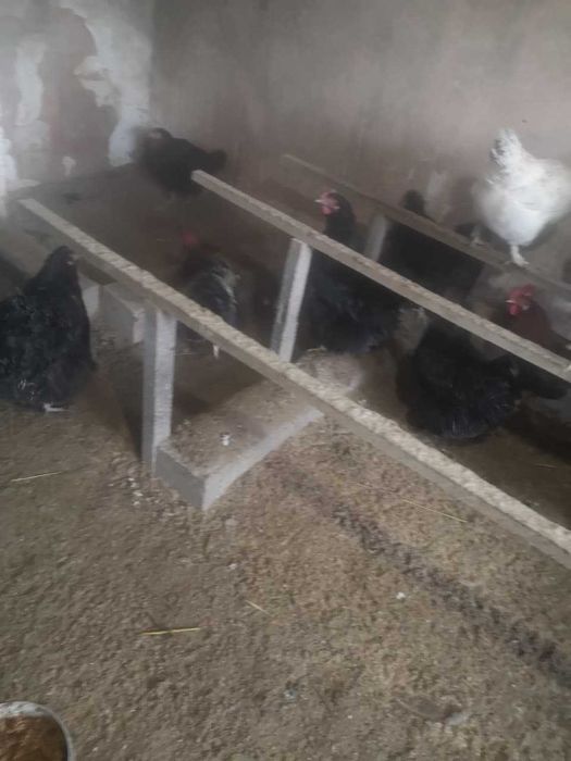 Продам курей 7000