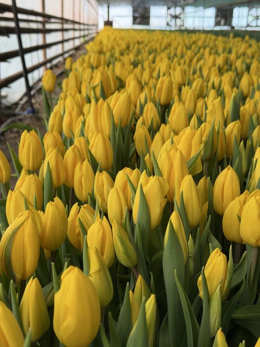 Тюльпаны гиганты 2026