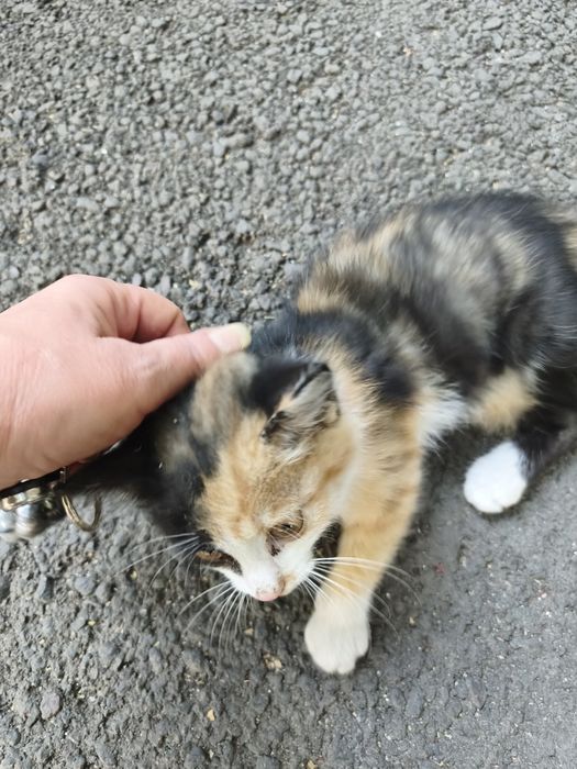 Кошечка на вид месяца два