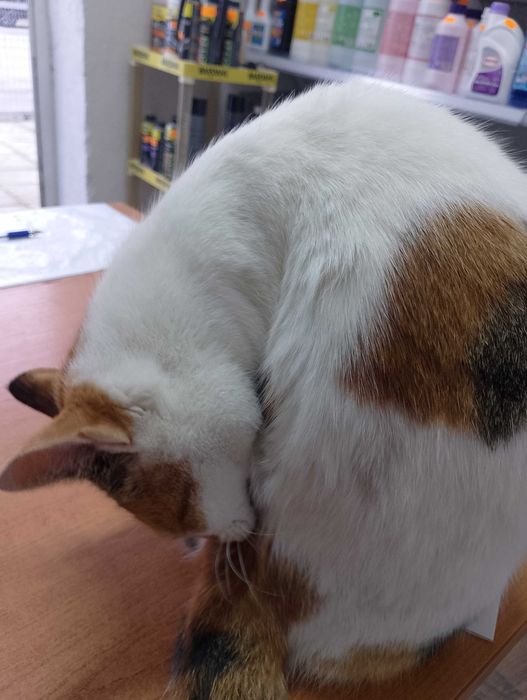 Подарявам котета