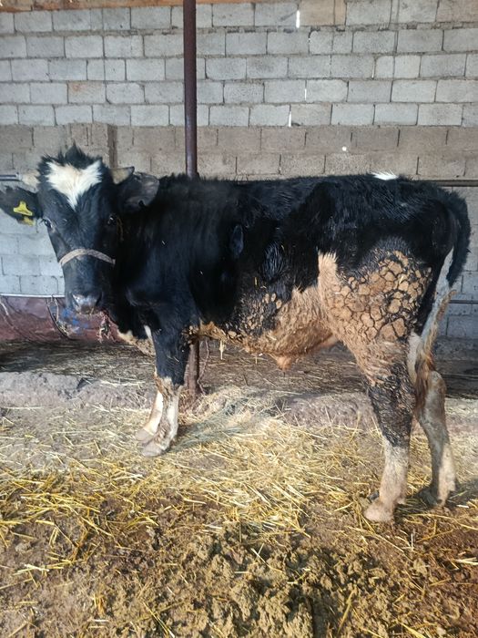 Буқа сатылады аа