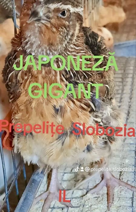 Ouă de prepeliță pt INCUBAT, cu Livrare în TOATĂ ȚARA. Garanție transp