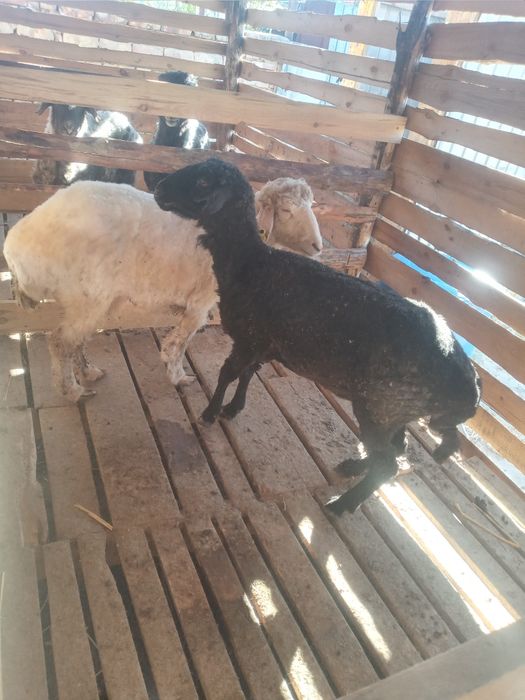 Қой тоқты семіз сатылады