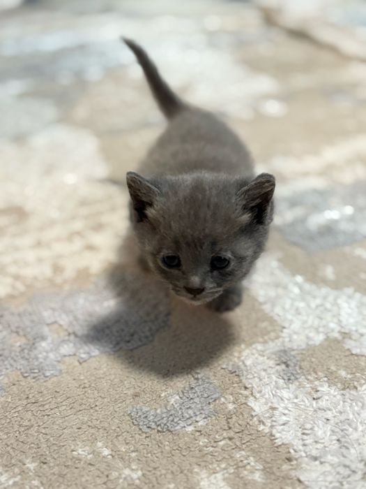 Отдам котят в добрые руки