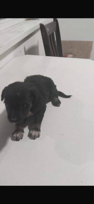 Шенок . Девочка .