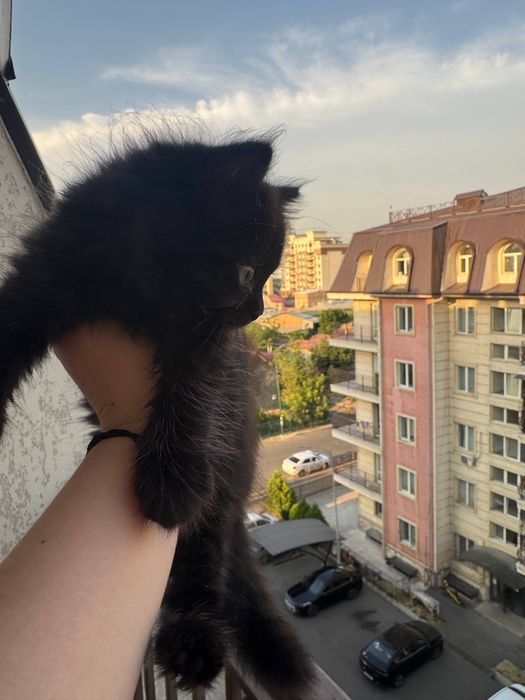 mushuklar bolalari