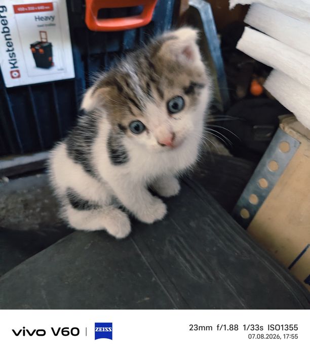 Отдам котят бесплатно