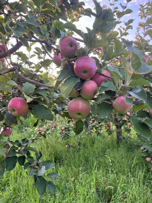 Продам яблоки Апорт Кандиль и Рашида