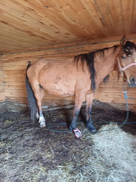 Продам кобылу 5 лет