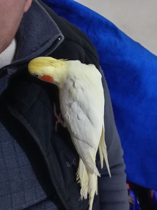 Карелла ручной папугай