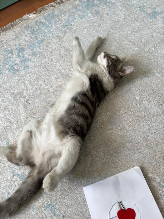 Отдам в добрые руки