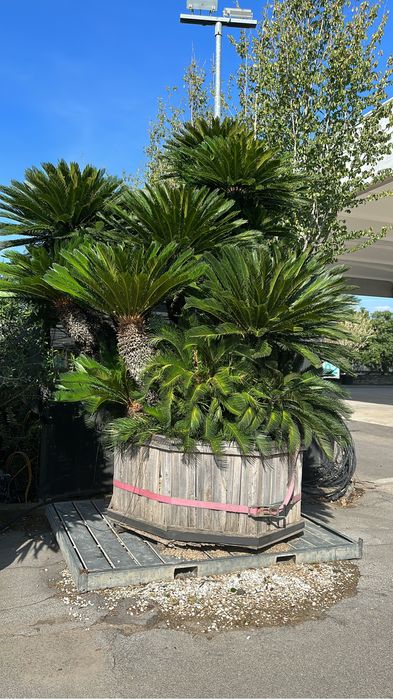 Tuia brazi bosai palmieri maslini cedru ilex spirale pohtinia taxus