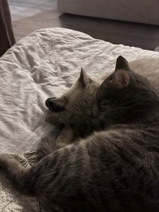 Отдам кота дружелюбный