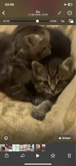Отдам котят в хорошие руки