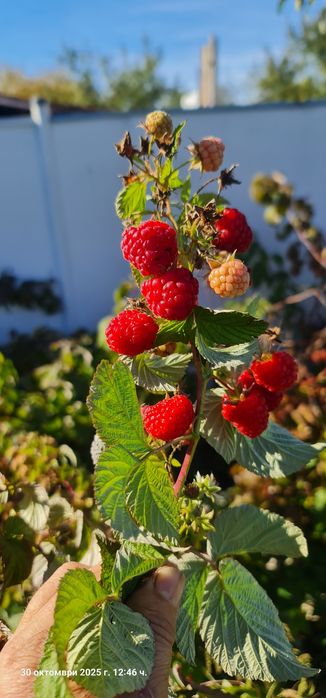 Продавам малини сорт Люлин