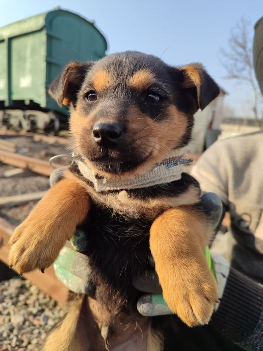 Nemis kuchuk otasi bares 17 kunlik 3 kun boʻldi uzbga kelganiga