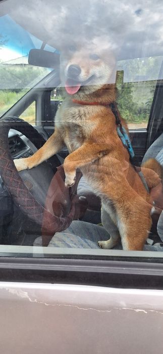 Вязка Сиба-ину Кобель