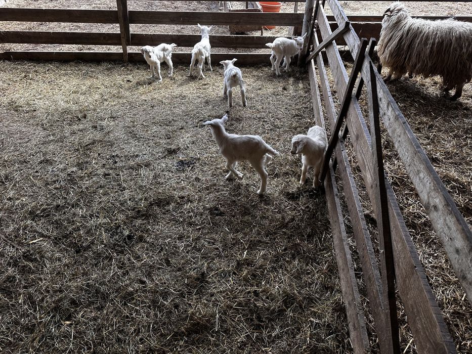 Vand tapisori si iedite sanen si metis de sanen