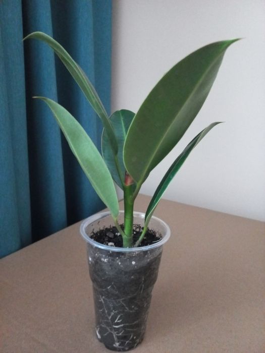 Герань,  толстянка