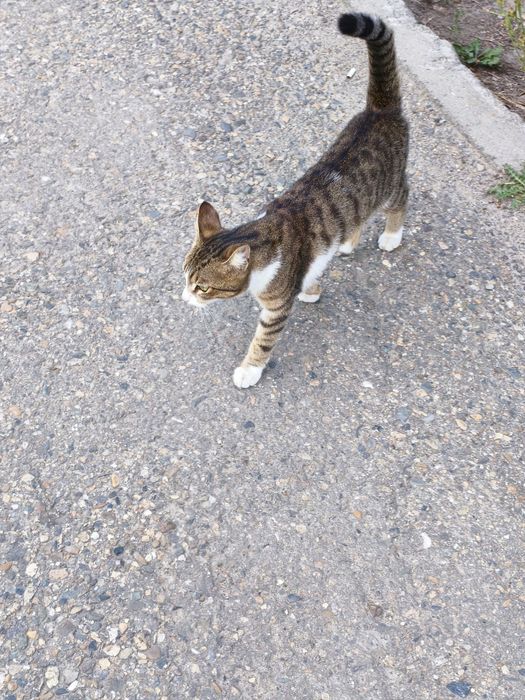 Ищем дом котейке