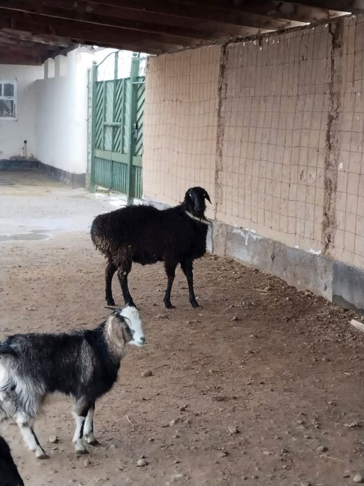 Кошкар сатылады семыз