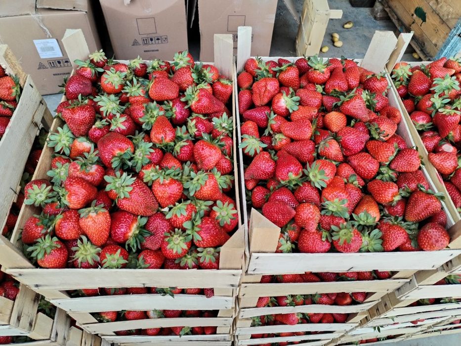 Stoloni de capsuni soiul Aprica si soiul Murano