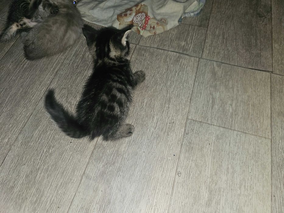 Котята темные в хорошие руки