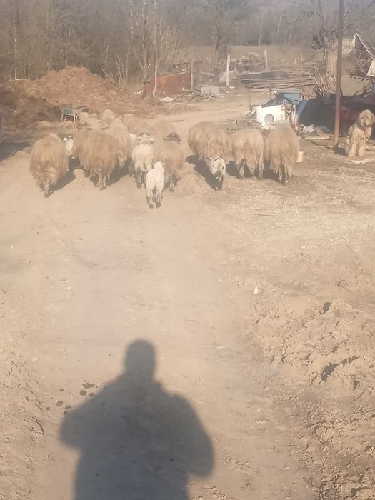 Vând oi cu miei după iele