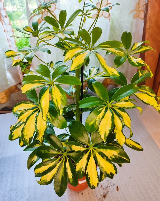 Комнатные растения в ассортименте