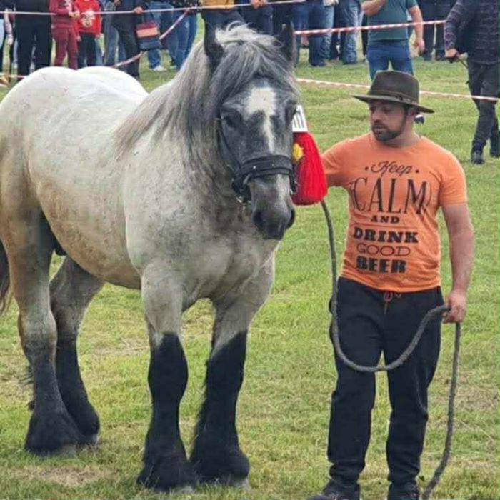 Ofer un super Armăsar pentru monta