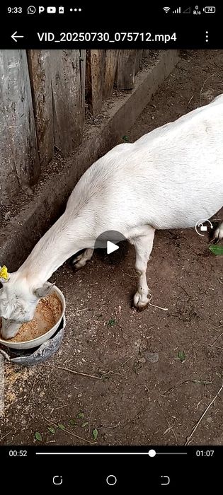 Коза молочная,спокойная.