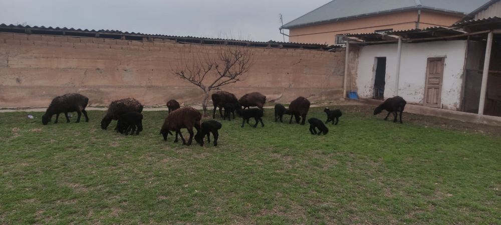 Қозылы қойлар сатылады!