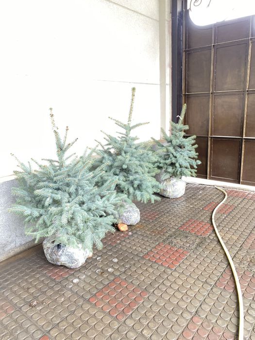 Голубой ел . 6 йиллик 70 см дан 2 метргача .Бизнинг  климатимизга тўли