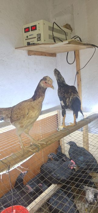 Дакан  пар  карлик декоративные