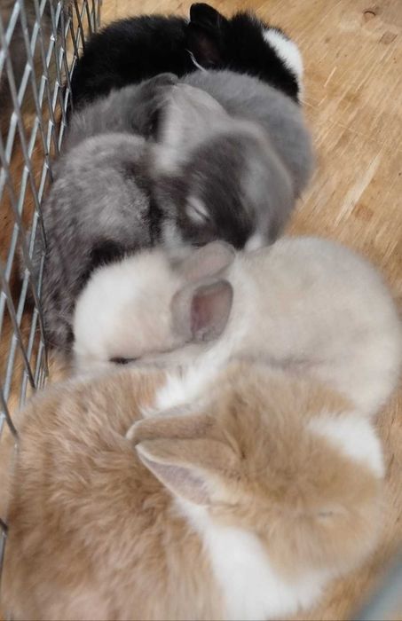 Малки декоративни зайчета